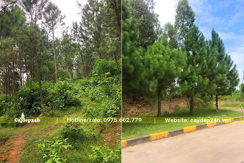 Thông Mã Vĩ trồng làm rừng phòng hộ