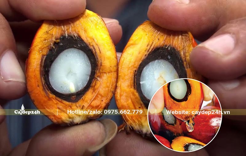 Hình ảnh bên trong của quả cọ dầu