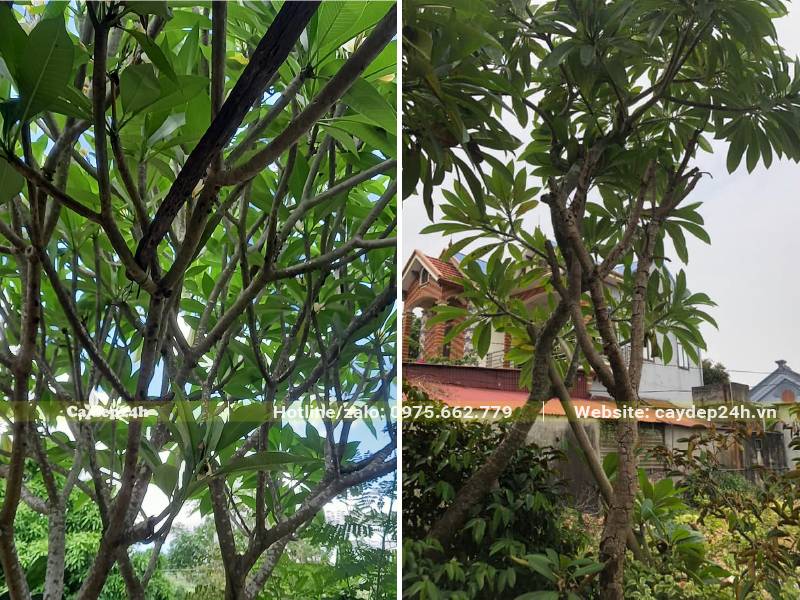 Thân cành và tán lá cây hoa Đại