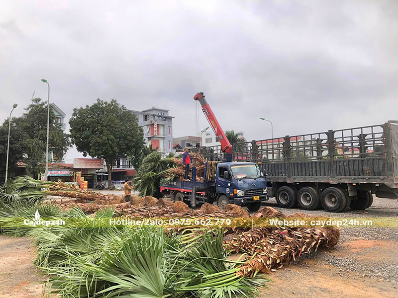 Tập kết cây Cọ Trơn tại điểm trồng, nâng hạ bằng xe cần cẩu