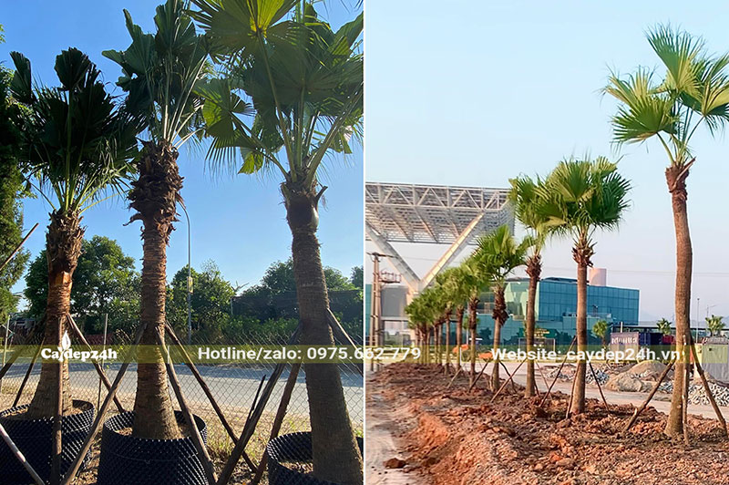 Trồng Cọ Trơn cho dải phân cách đường cao tốc