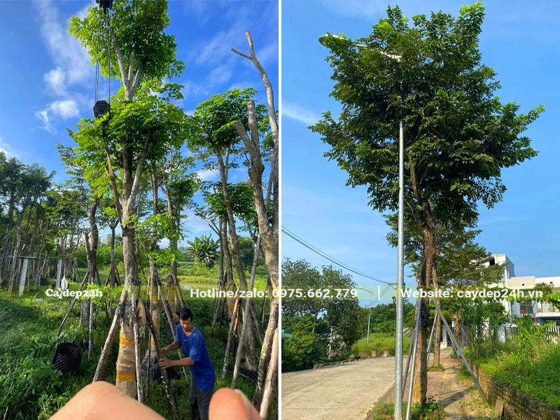 Khách chọn mua cây Giáng Hương công trình tại vườn