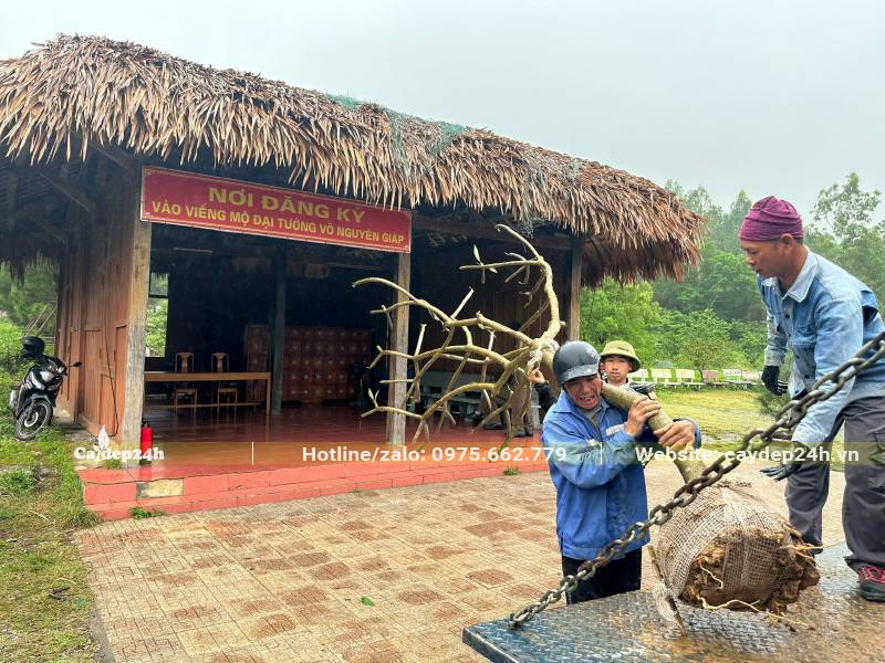 Công nhân đang đưa cây hoa Đại từ trên xe công xuống