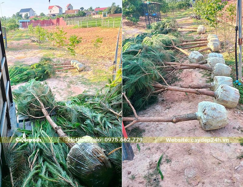 Đưa cây Thông Đuôi Ngựa đặt cạnh hố trước khi trồng