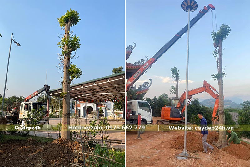 Thi công trồng cây Sala cho một ngôi chùa ở Lâm Đồng