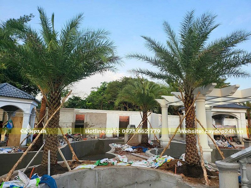 Thiết kế và trồng cây Chà Là Trung Đông công trình trong sân vườn biệt thự