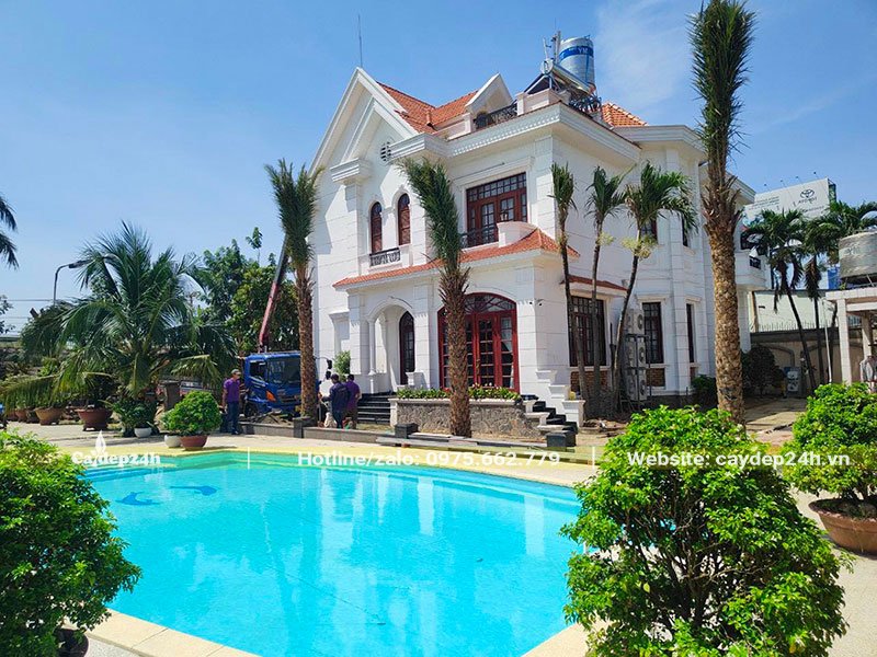 Trồng Chà Là quanh khu bể bơi của biệt thự