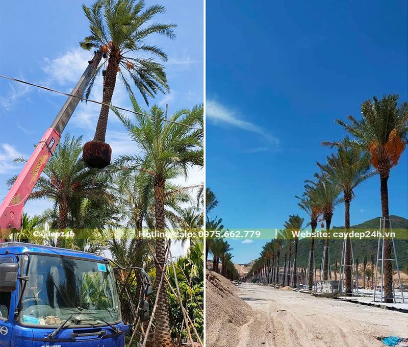 Trồng cây Chà Là Trung Đông theo hàng trong một khu đô thị mới