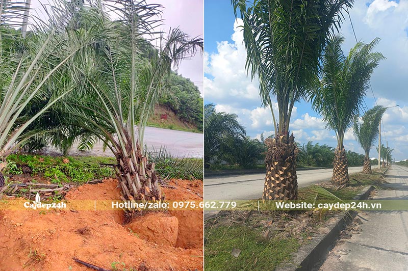 Thi công trồng cây Cọ Dầu công trình ven đường quốc lộ