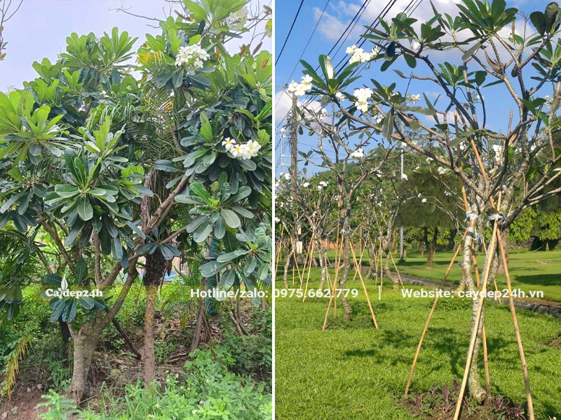 Cây hoa Sứ Đại trắng trồng công trình chiều cao từ 2 - 3m