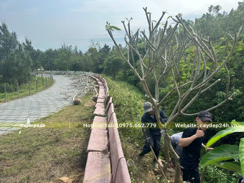 Cây hoa Đại đã dải đều tại vị trí trồng, công nhân đang thi công trồng từng cây