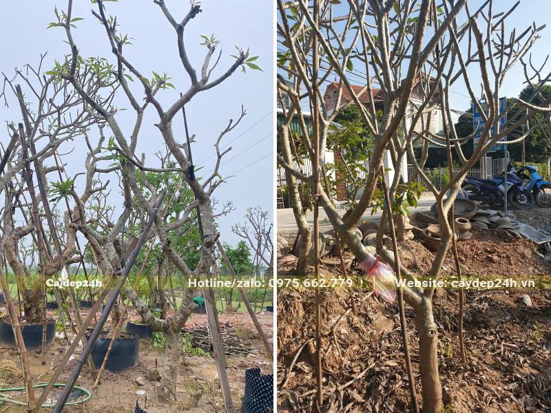 Vườn cây hoa Đại dâm ủ kỹ, hình thành bộ dễ khỏe, chế độ sinh trưởng ổn định