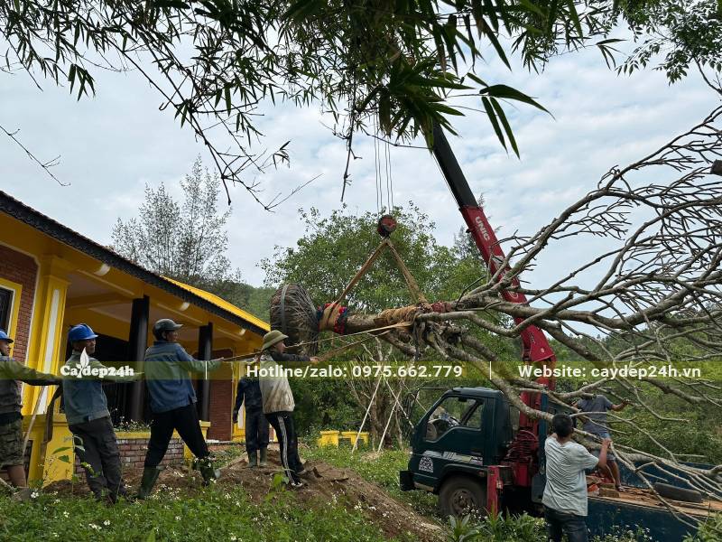 Dùng xe cẩu để đưa cây Đại cổ thụ vào hố trồng