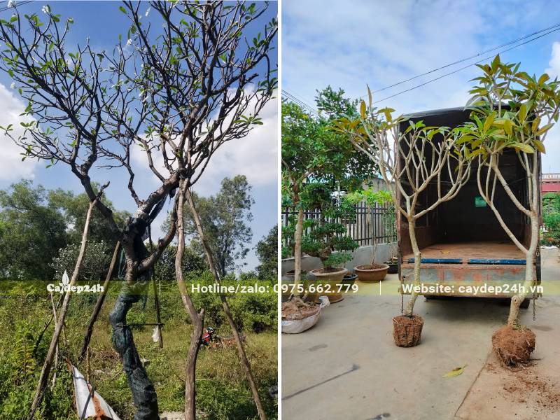 Cây hoa Đại trưởng thành, cao 2 - 2,5m