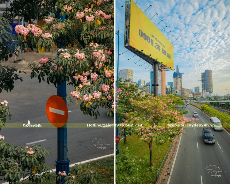 Kèn Hồng được trồng rất nhiều trên đường phố tại Hồ Chí Minh