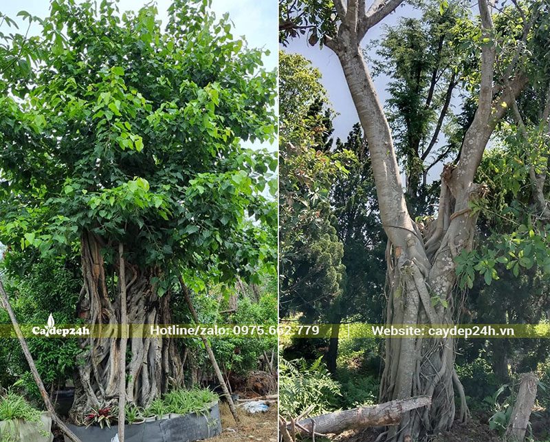 Cây Bồ Đề công trình dâm ủ, gốc cổ thụ lâu năm