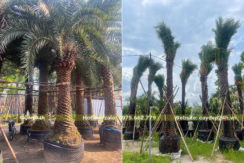 Cây bứng bầu và tự dâm ủ trong bầu, chiều cao lóng từ 2 - 2.5m