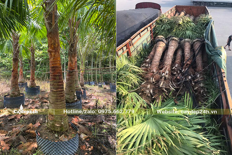 Cây Cọ Trơn lóng cao 1m, đã dâm ủ kỹ