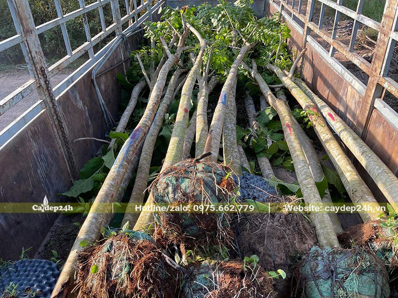 Giáng Hương dâm ủ đường kính 15cm