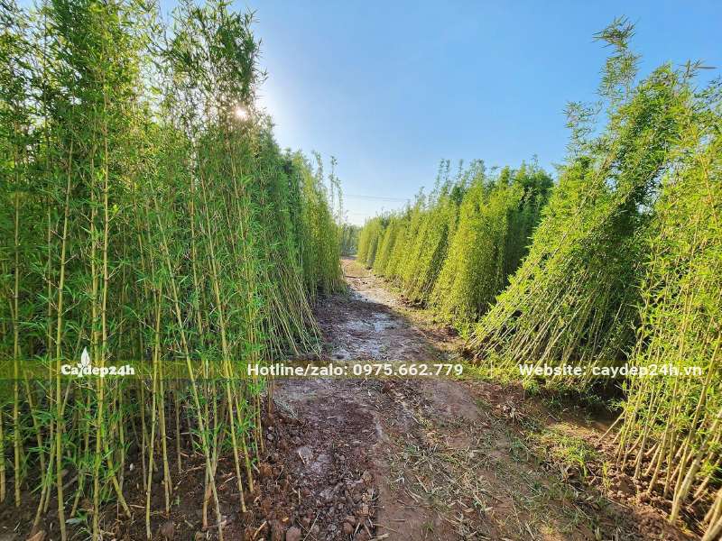 Dâm ủ cây Trúc Quân Tử trưởng thành, chiều cao từ 2 - 2,5m