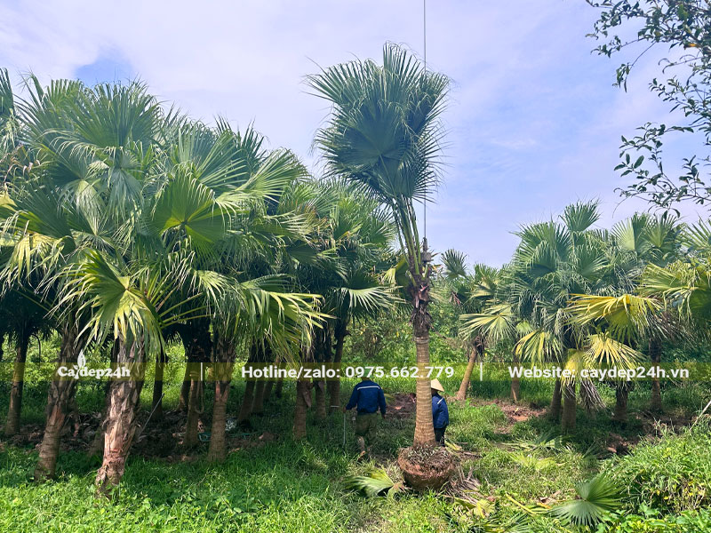 Vườn dưỡng cây cọ trơn quy mô lớn