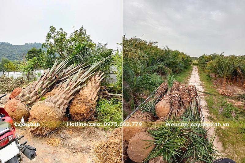 Bứng bầu và xếp cây Cọ Dầu lên thùng xe tải lớn