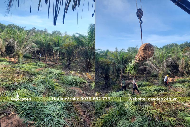 Vườn trồng và nuôi dưỡng cây Cọ Dầu từ bé