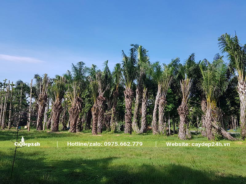 Dâm ủ cọ dầu số lượng lớn, cây to đẹp