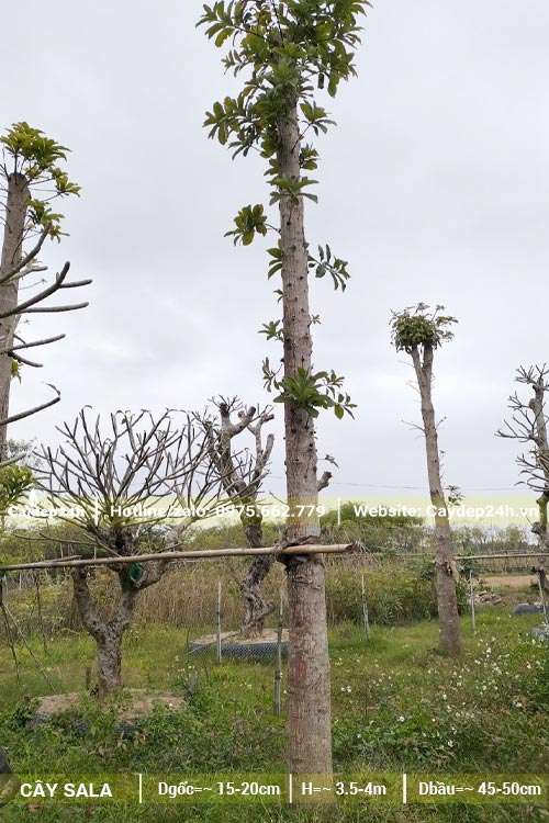 Vườn dâm ủ cây công trình quy mô lớn có nhiều loại cây như sala, hoa đại, bàng đài loan