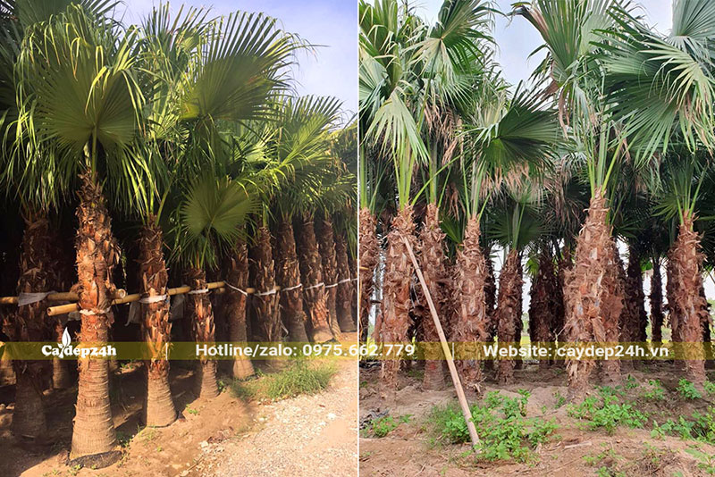 Vườn dưỡng cây Cọ Da Trơn công trình đẹp