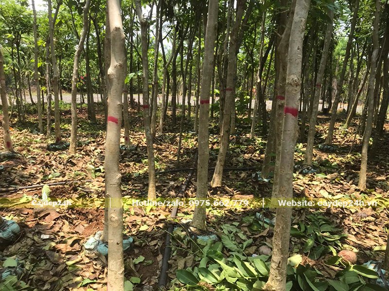 Vườn Giáng Hương trồng lâu năm, đường kính 10 - 12cm