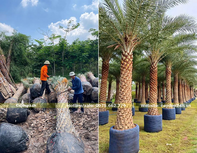 Cắt tỉa cành lá già trước khi dâm ủ cây Chà Là Trung Đông