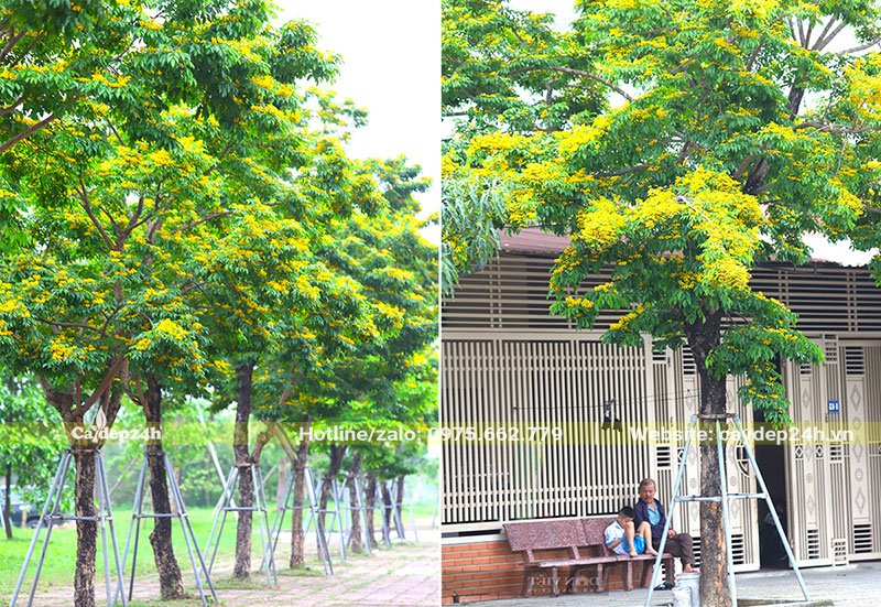 Cây Giáng Hương trồng trước nhà