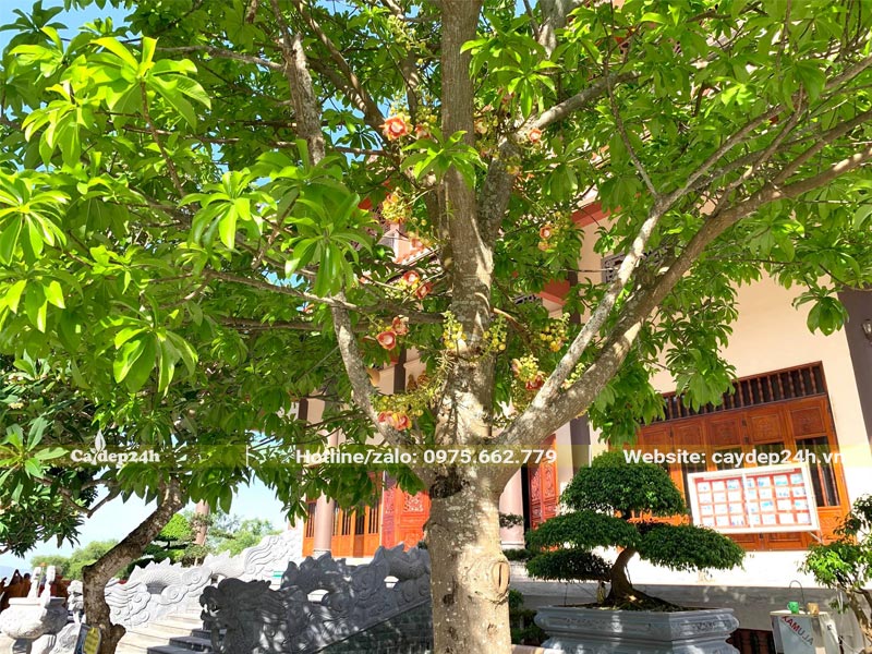 Sala trồng trong sân chùa, tán lá rộng, đường kính gốc 30 - 35cm