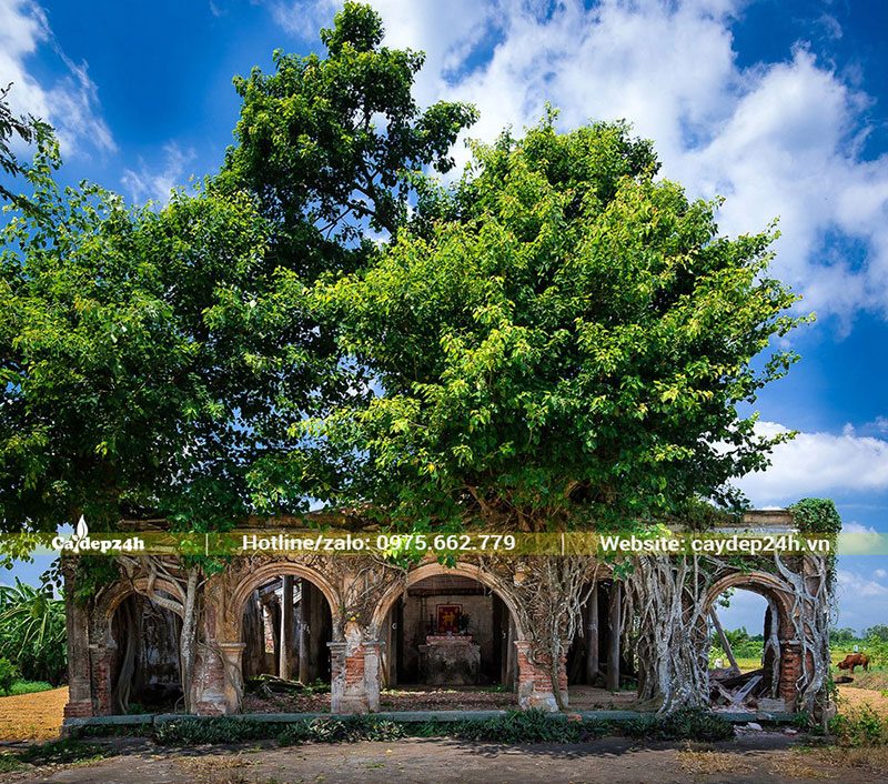 Ngôi đình nằm bên trong cây Bồ Đề tại Tiền Giang