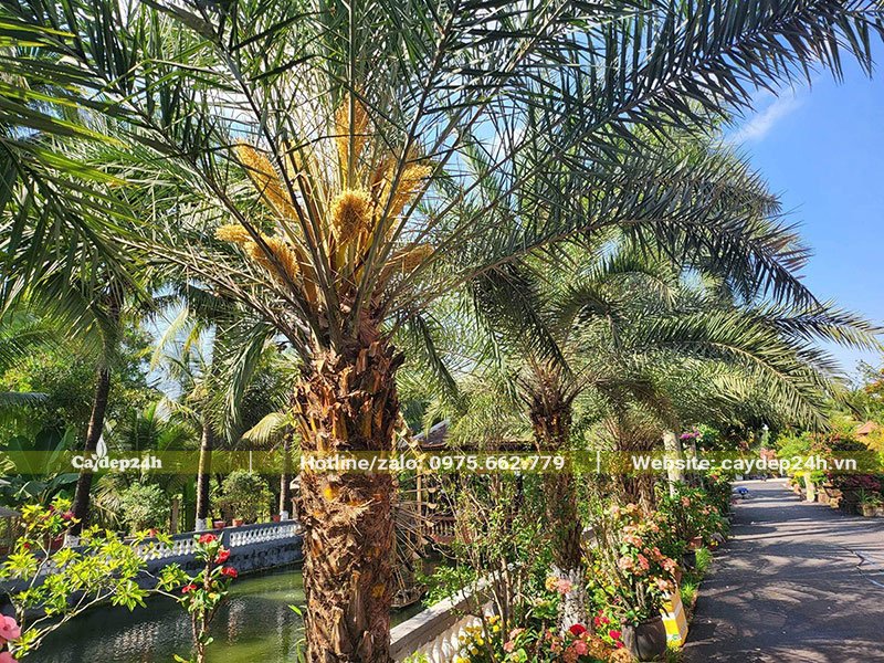 Hàng cây Chà Là Trung Đông nở hoa