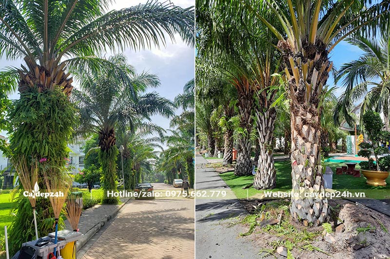 Hàng cây Cọ Dầu trồng trong khu đô thị