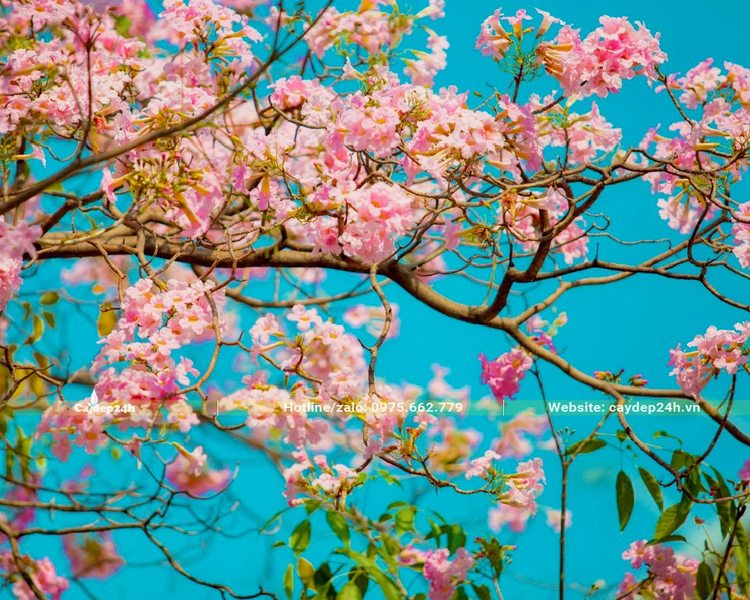 Cành cây rực rỡ với sắc hoa Kèn Hồng
