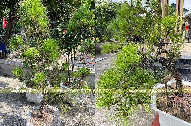 Trồng cây Thông Mã Vĩ bonsai