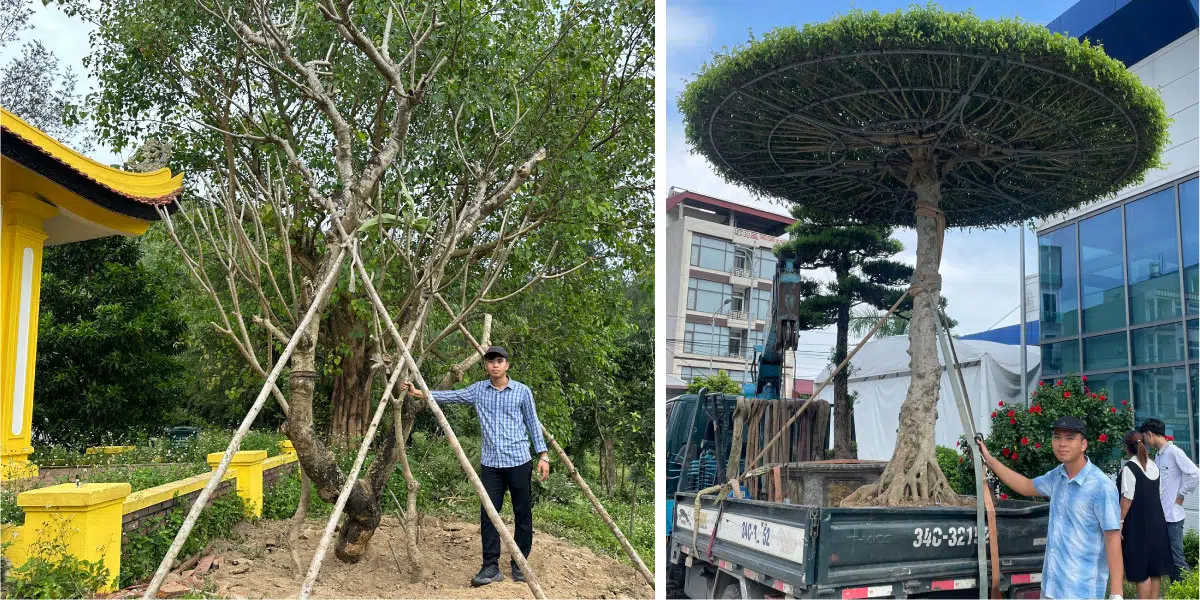 hà phúc và dự án tiêu biểu