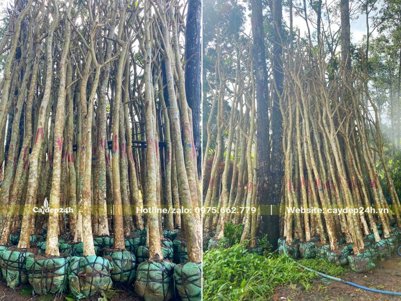 Một đống lớn cây Bằng Lăng mới dâm ỷ, bầu được bọc kỹ, đường kính gốc khoảng 10 - 15cm