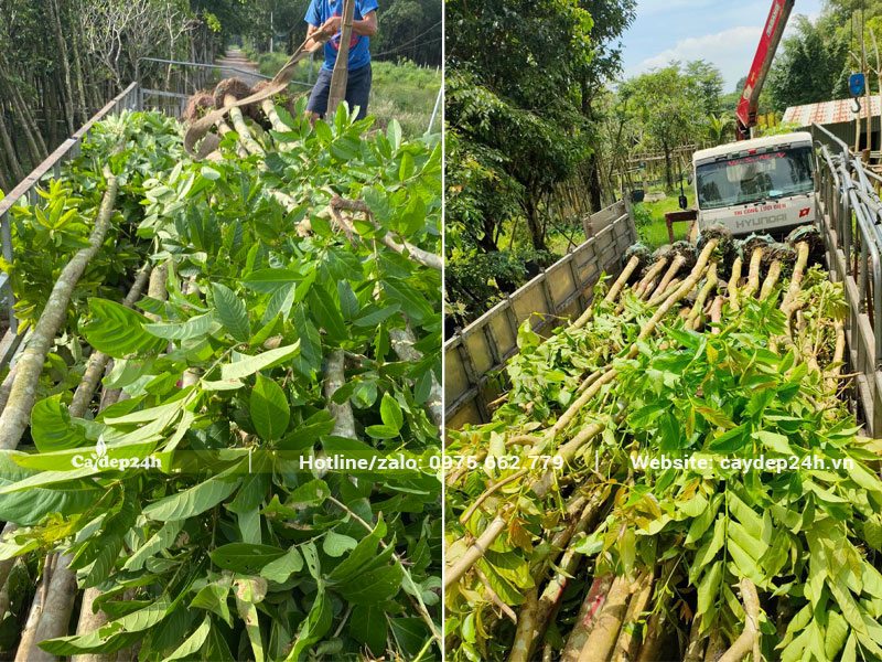 Công nhân đang sắp xếp lại cây Bằng Lăng trên thùng xe, đảm bảo gọn gàng và tránh gãy dập