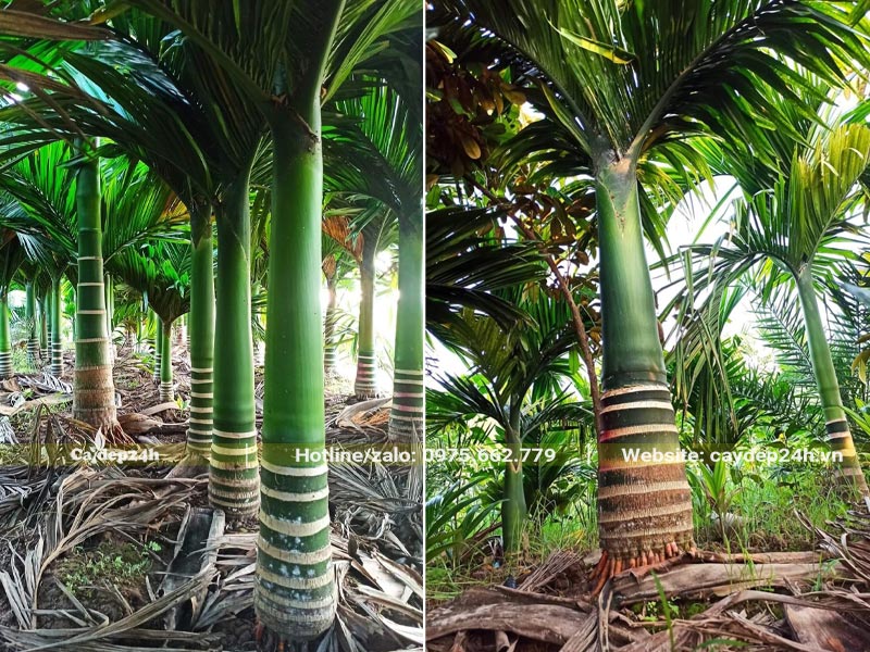 Vườn trồng số lượng lớn Cau Lùn lóng thân từ 30 - 70cm