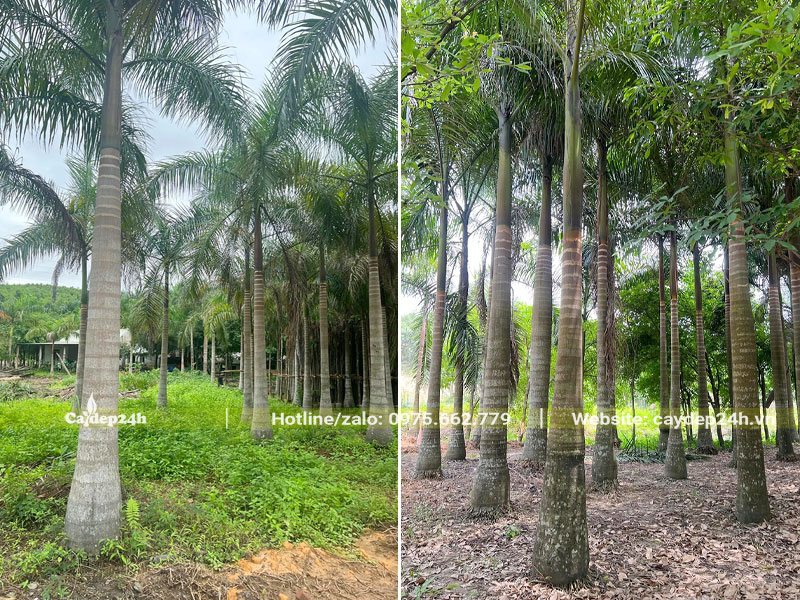 Vườn trồng Cây Cau Vua lâu năm, đường kính gốc 25cm, lóng cao 3 - 4m