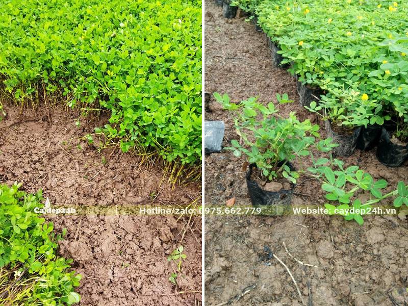 Bán cây Cỏ Lạc trưởng thành, chiều cao khoảng 10 - 15cm