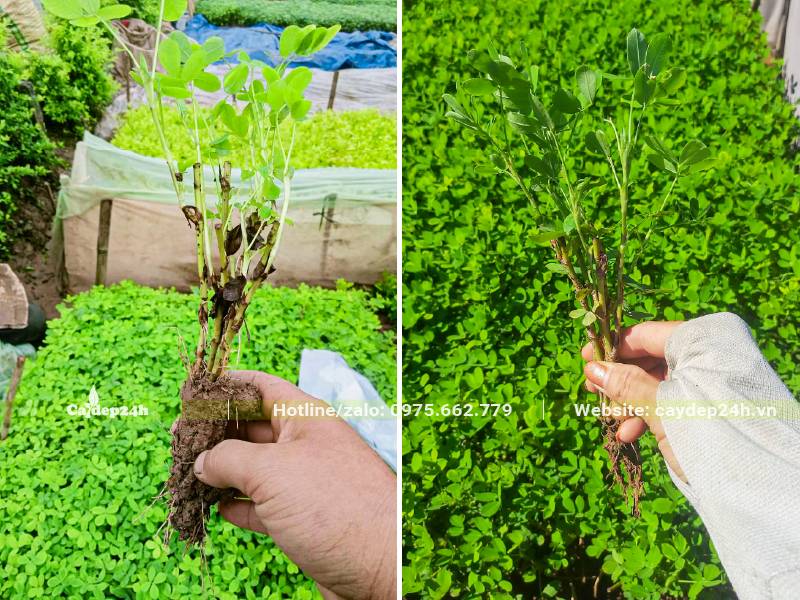 Những khóm nhỏ cây cỏ lạc được chia ra để trồng