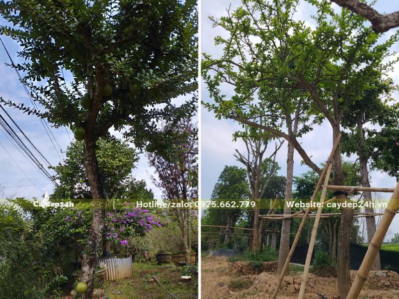 Đào Tiên cổ thụ, kích thước "khủng" cao 6 - 7m