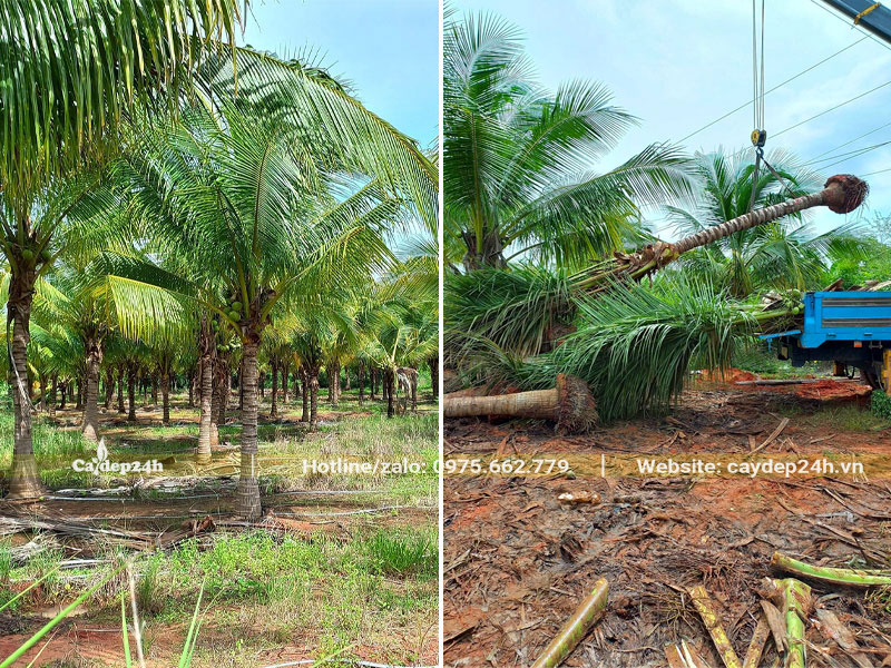 Bứng nóng cây Dừa công trình lóng thân cao 1m5