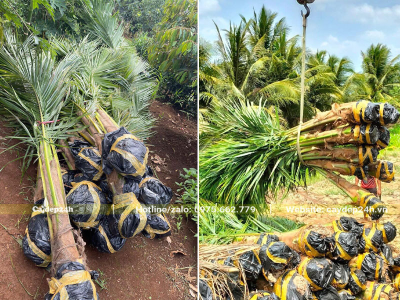 Cây Dừa công trình giống (mới lộ thân) được bứng bầu và bọc cẩn thận