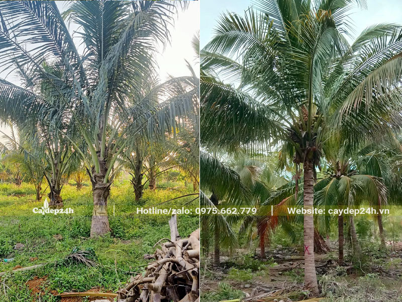 Cây Dừa công trình tại 2 khu vườn, kích thước khác nhau